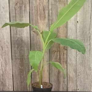 Bananier à fruits - Musa 'Dajiao'