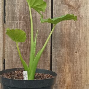 Oreille d'éléphant - Alocasia gageana