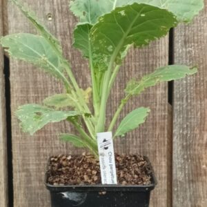 Chou perp&eacute;tuel - Brassica oleracea 'Daubenton'