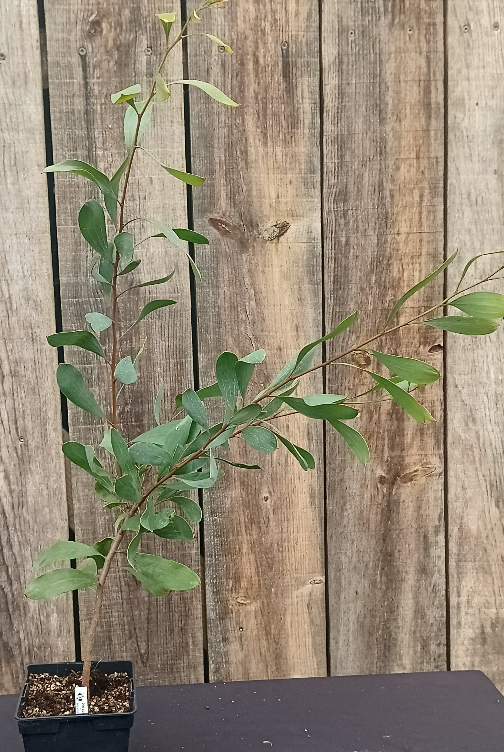 Pin coussin - Hakea laurina