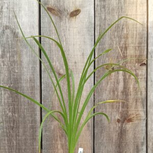 Hémérocalle citron - Hemerocallis citrina