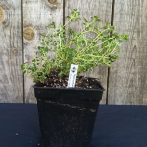 Thym camphré - Thymus camphoratus