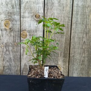 Tagète Chincho - Tagetes elliptica