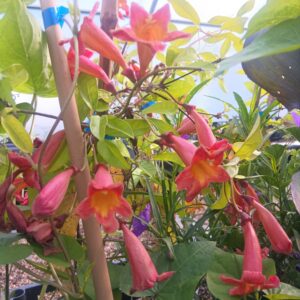 Bignone chocolat - Bignonia capreolata 'Tangerine Beauty'