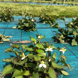 Poivre de Chine - Houttuynia cordata