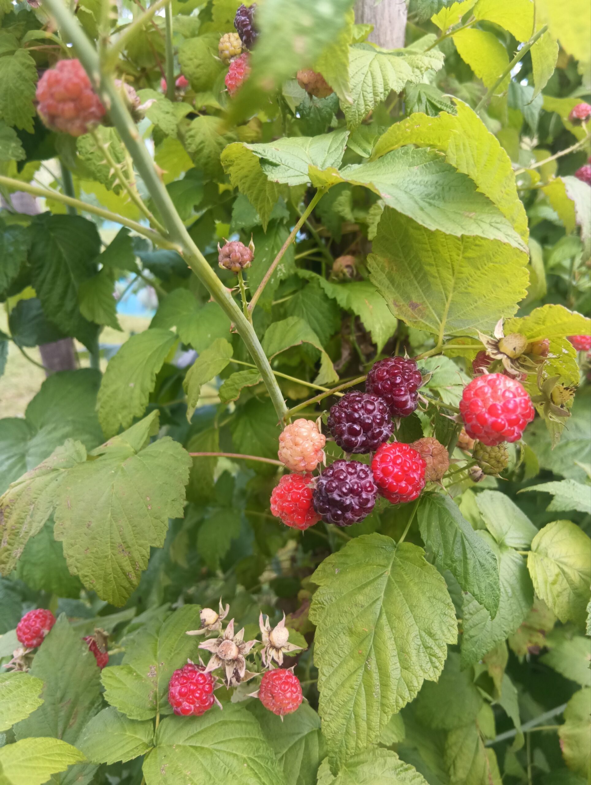 Framboisier noir - Rubus occidentalis 'Jewel'