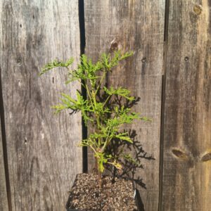 Géranium Citronnelle - Pelargonium 'Citronnelle'