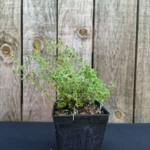 Origan Turc - Origanum onites