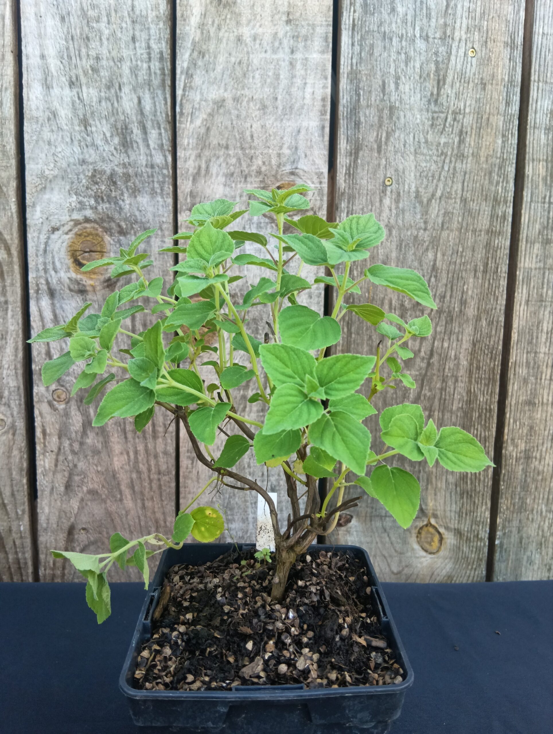 Sauge Orange - Salvia elegans 'Tangerine' – Image 2