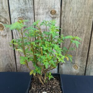 Tagète Chincho - Tagetes elliptica