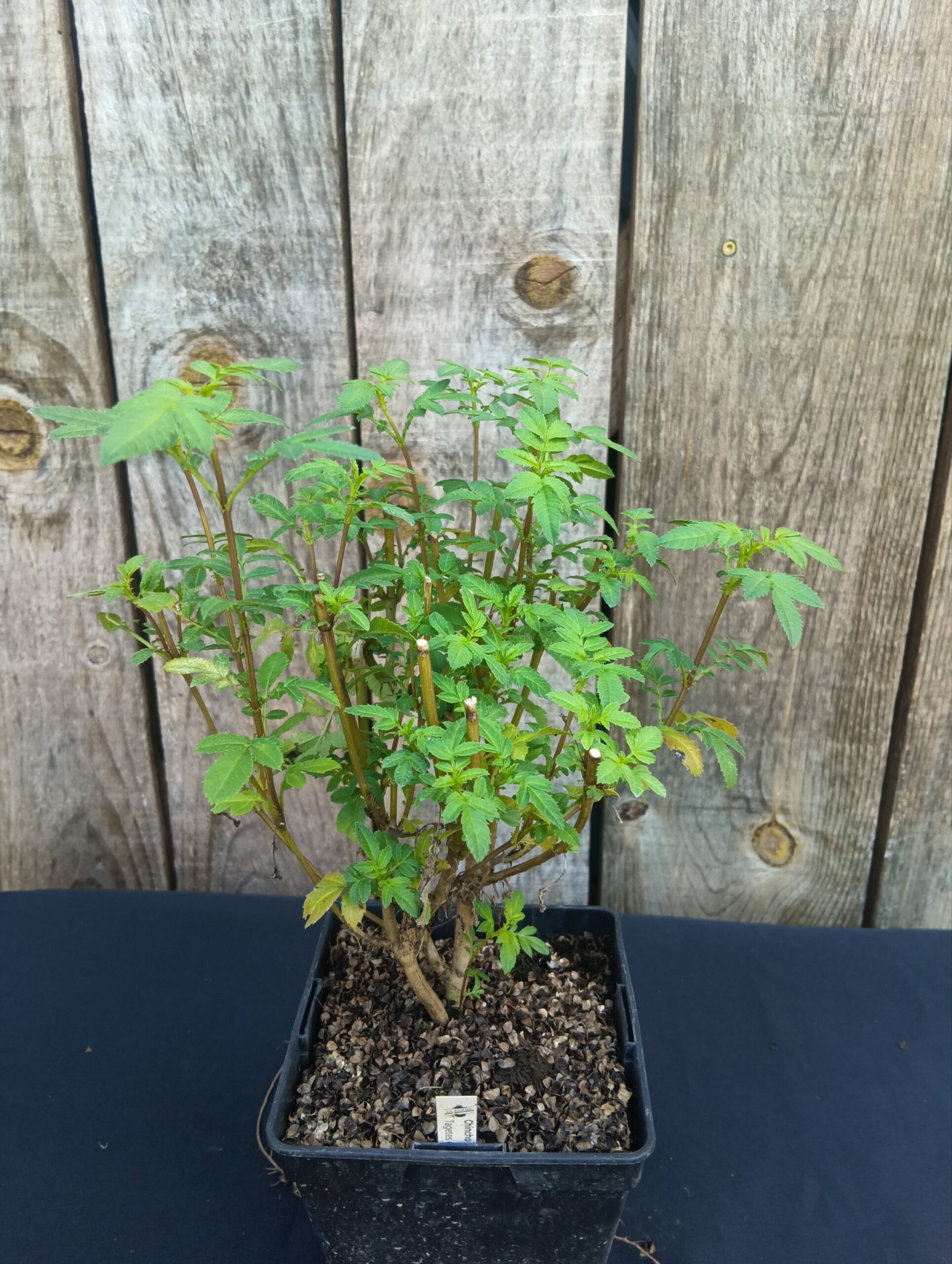 Tagète Chincho - Tagetes elliptica