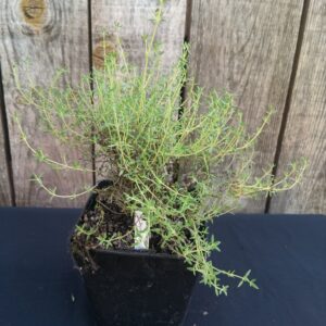 Thym Orange - Thymus vulgaris 'Fragrantissimus'