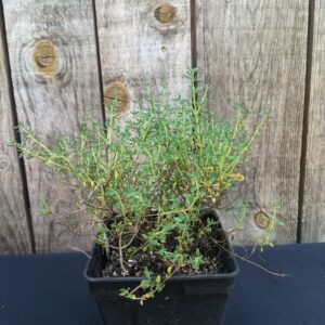 Thym camphré - Thymus camphoratus