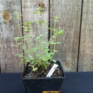 Origan de Syrie - Zaatar - Origanum syriaca