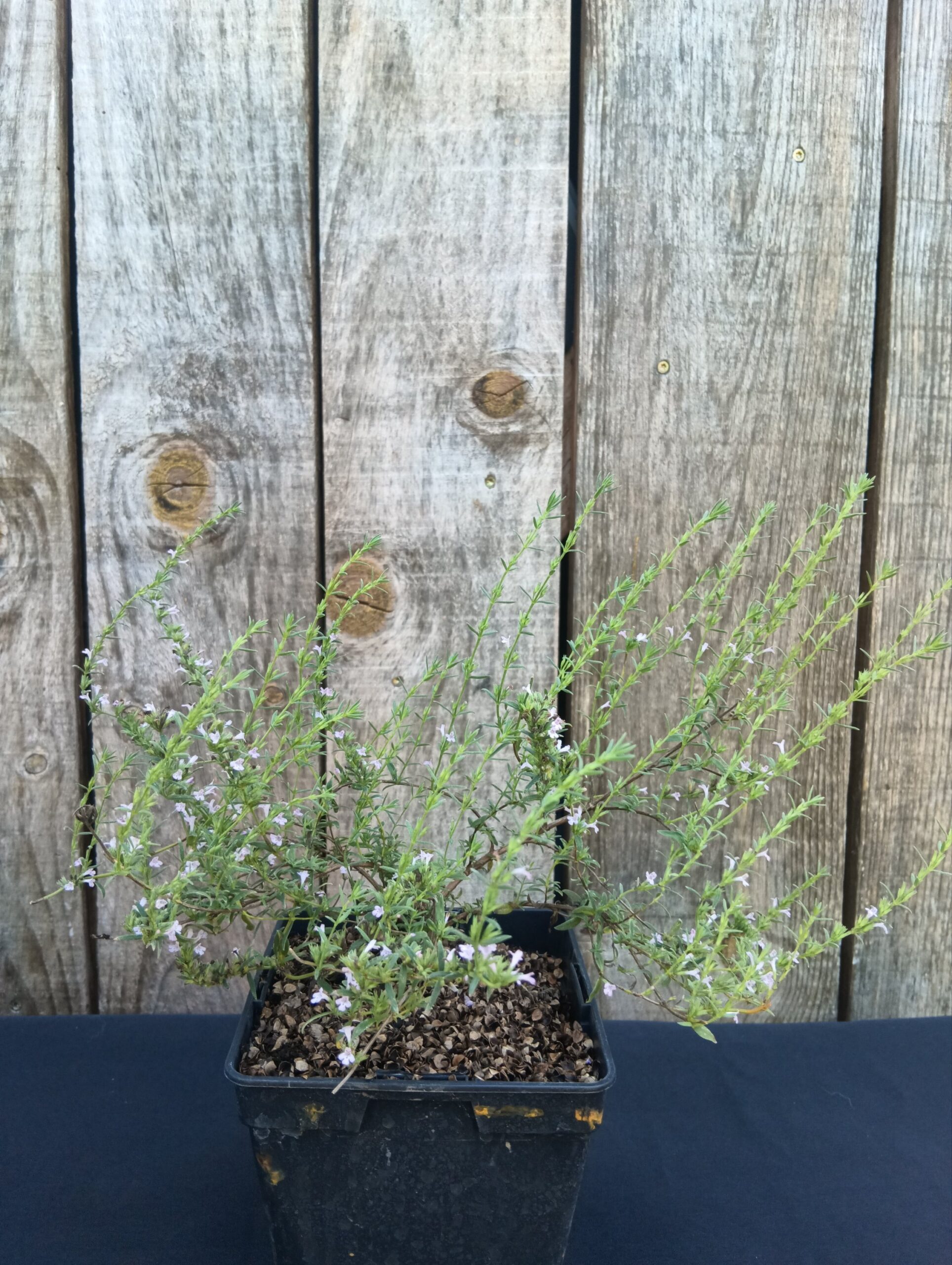 Micromérie de Grèce - Micromeria graeca – Image 2