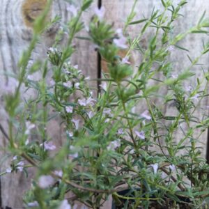 Micromérie de Grèce - Micromeria graeca