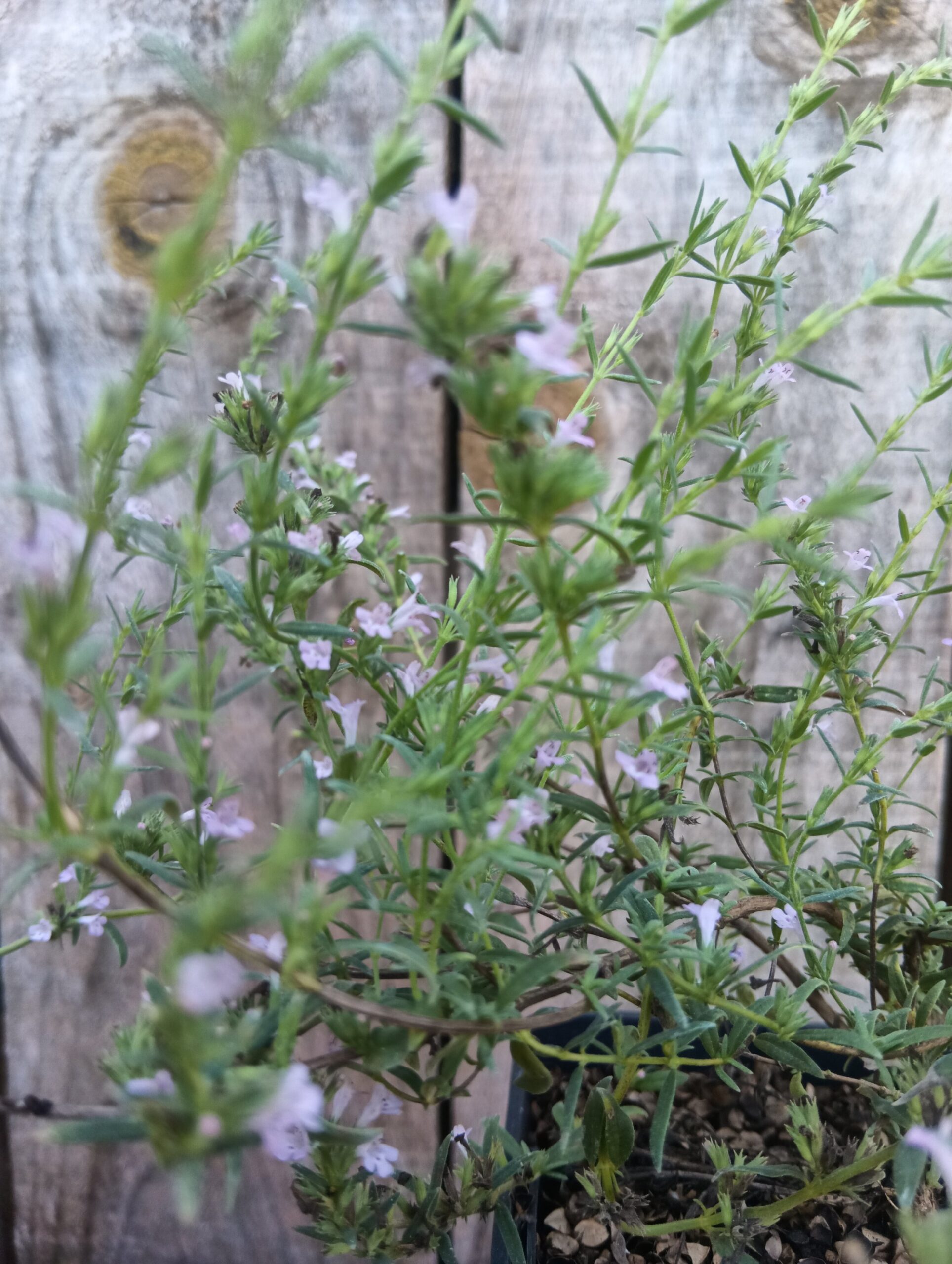 Micromérie de Grèce - Micromeria graeca