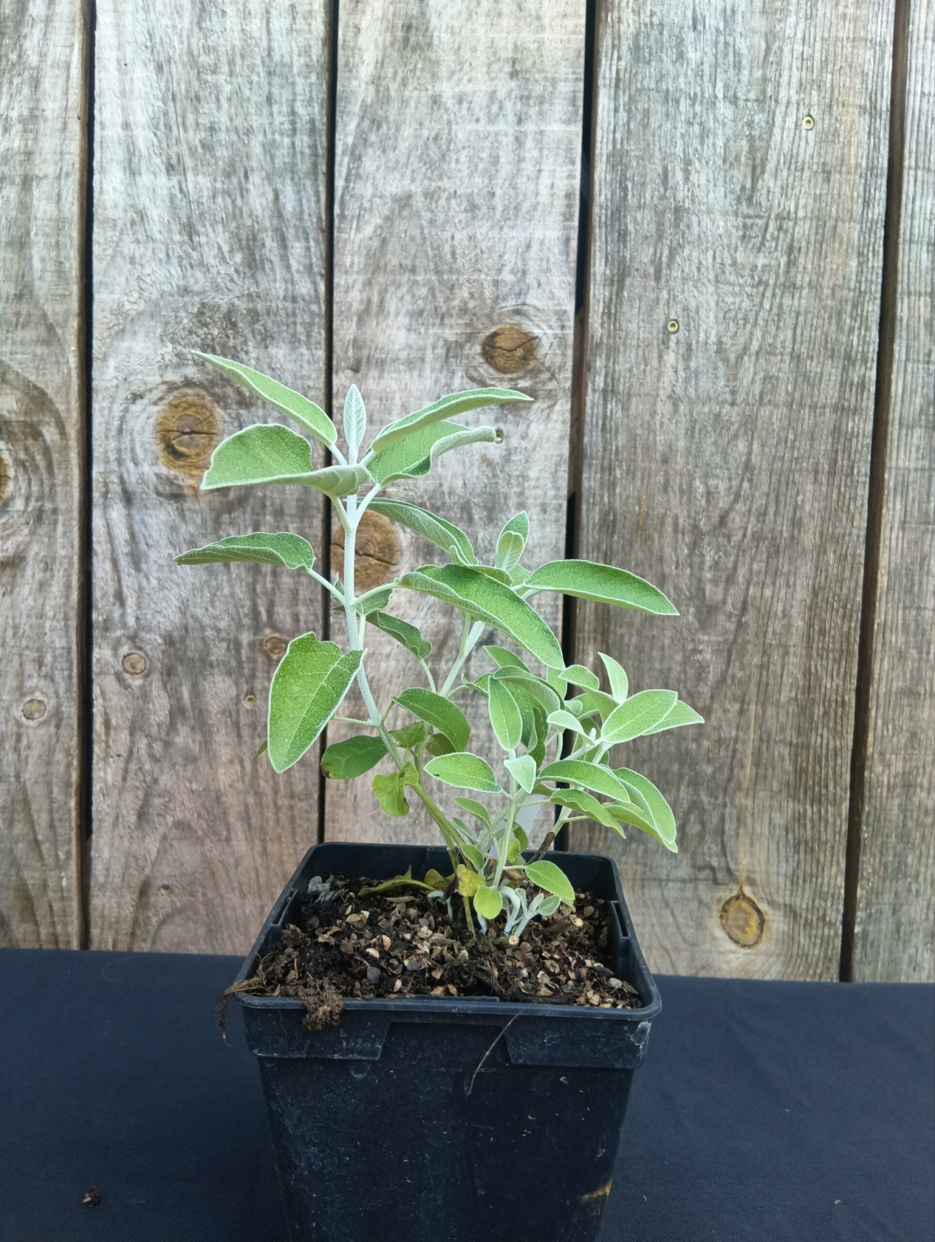 Sauge Cassis - Salvia discolor – Image 3