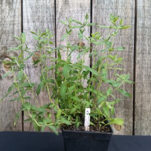Menthe des Montagnes - Pycnanthemum pilosum