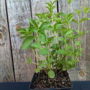 Stévia - Stevia rebaudiana