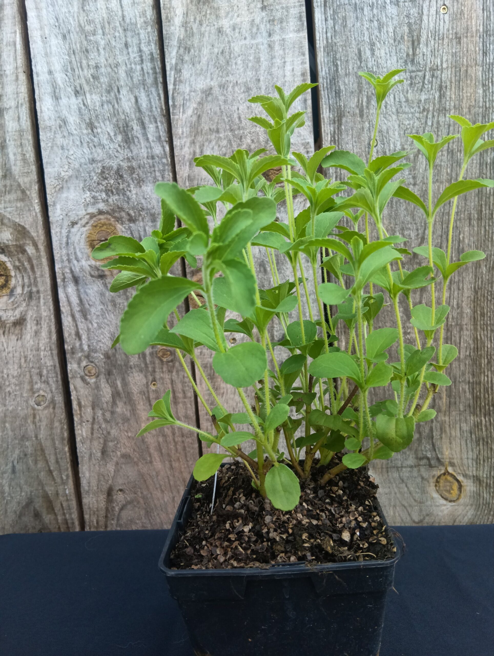 Stévia - Stevia rebaudiana