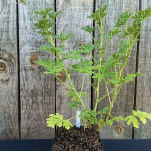 Géranium Rose - Géranium Bourbon - Pelargonium asperum