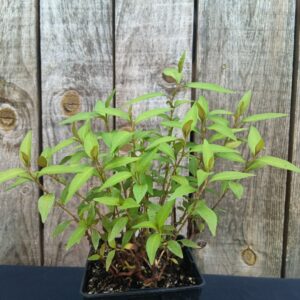 Coriandre vietnamienne - Rau-ram - Persicaria odorata