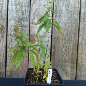 Menthe en arbre - Elsholtzia stauntonii