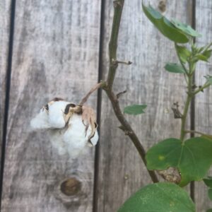 Coton - Gossypium herbaceum