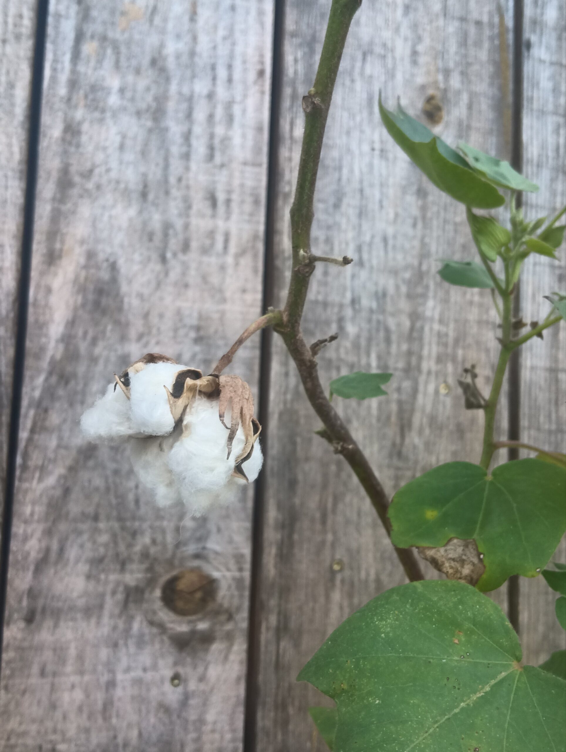 Coton - Gossypium herbaceum