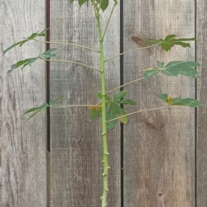 Manioc - Manihot esculenta