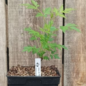 Lilas de Perse - Melia azedarach