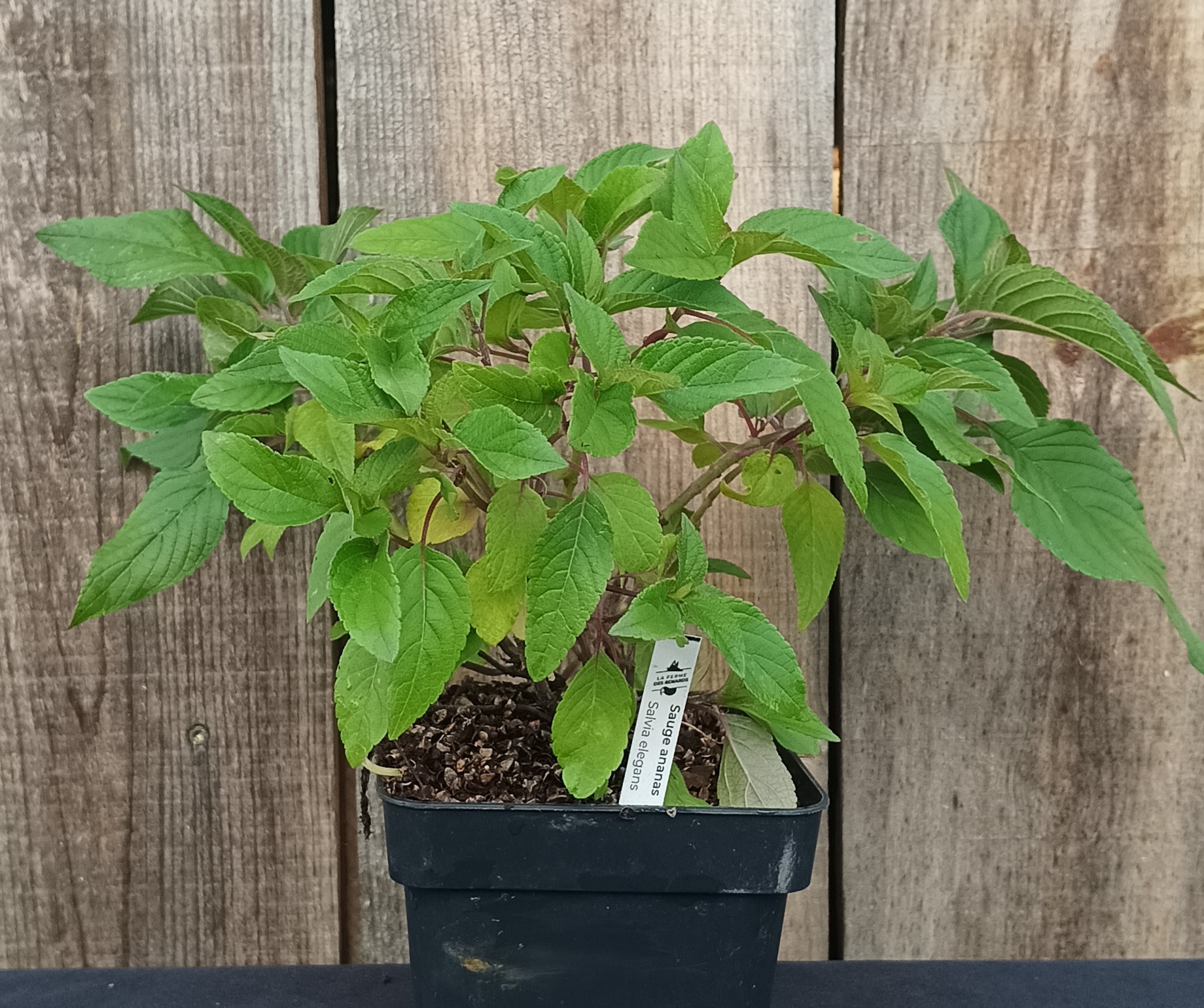 Sauge ananas - Salvia elegans