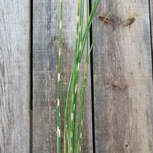 Jonc zébré - Schoenoplectus tabernaemontani 'Zebrinus'