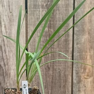 Ail d'Afrique du Sud - Tulbaghia violacea