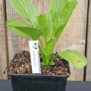 Mâche perpétuelle - Valeriana phu