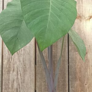 Taro violet - Xanthosoma violaceum