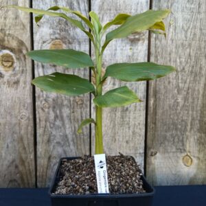 Gingembre cannelle - Alpinia zerumbet