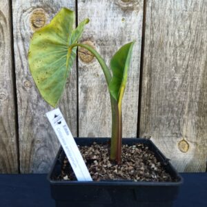 Eddo - Colocasia antiquorum