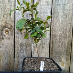Theier - Camelia sinensis