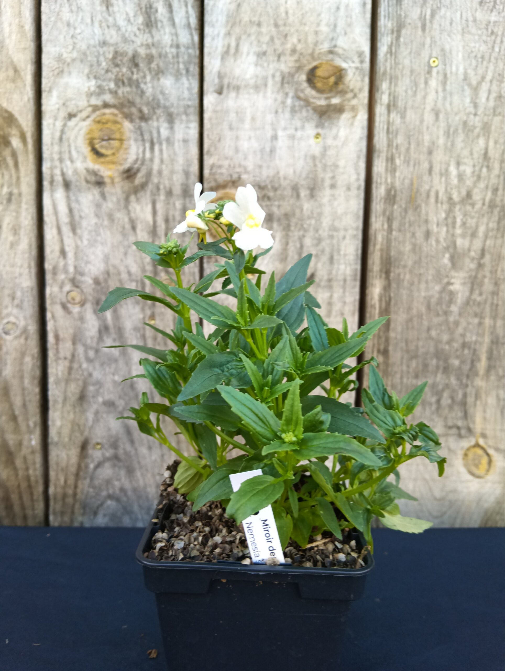 Miroir des Elfes - Nemesia strumosa 'Sunpeddle White' – Image 2
