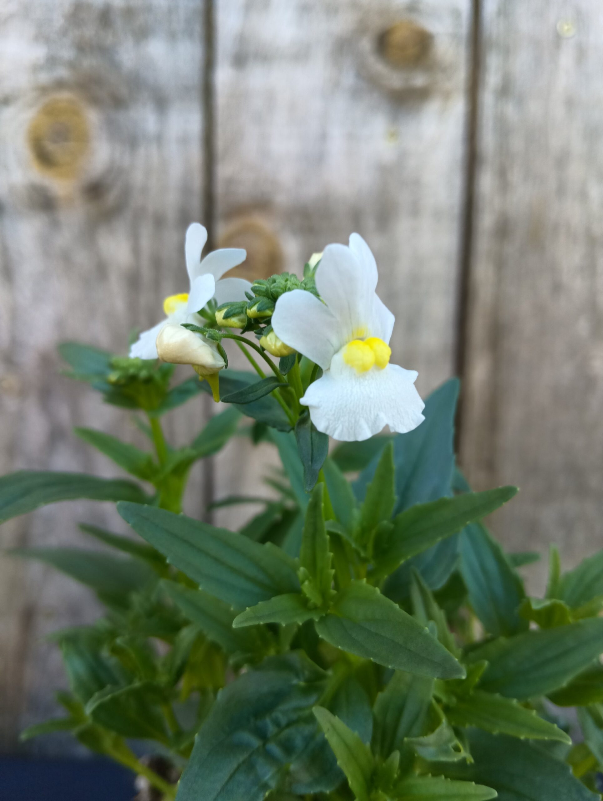 Miroir des Elfes - Nemesia strumosa 'Sunpeddle White'