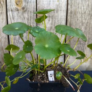 Herbe du Tigre - Gotu Kola - Centella asiatica