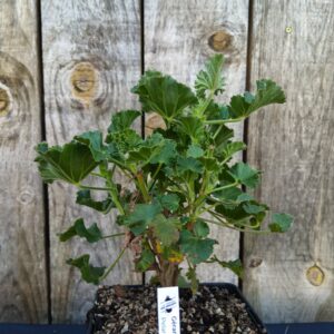 Géranium odorant cola - Pelargonium 'Cola'