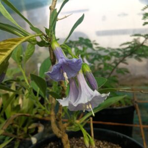 Iochroma australis - Iochroma australis