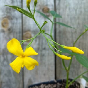Jasmin d'Italie - Jasminum humile 'Revolutum'