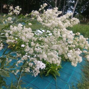 Roquette d'Orient - Bunias orientalis