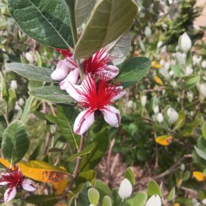 Goyavier du Brésil - Acca sellowiana 'Mammoth'
