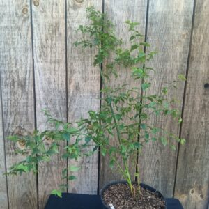 Arbre fuchsia - Halleria lucida