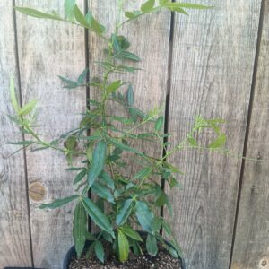 Poivrier du Timut - Zanthoxylum armatum